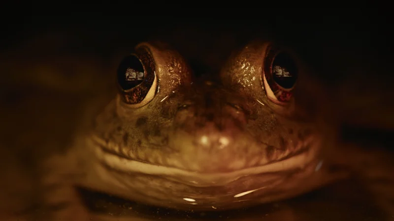 Ác Mộng Của Thiên Nhiên